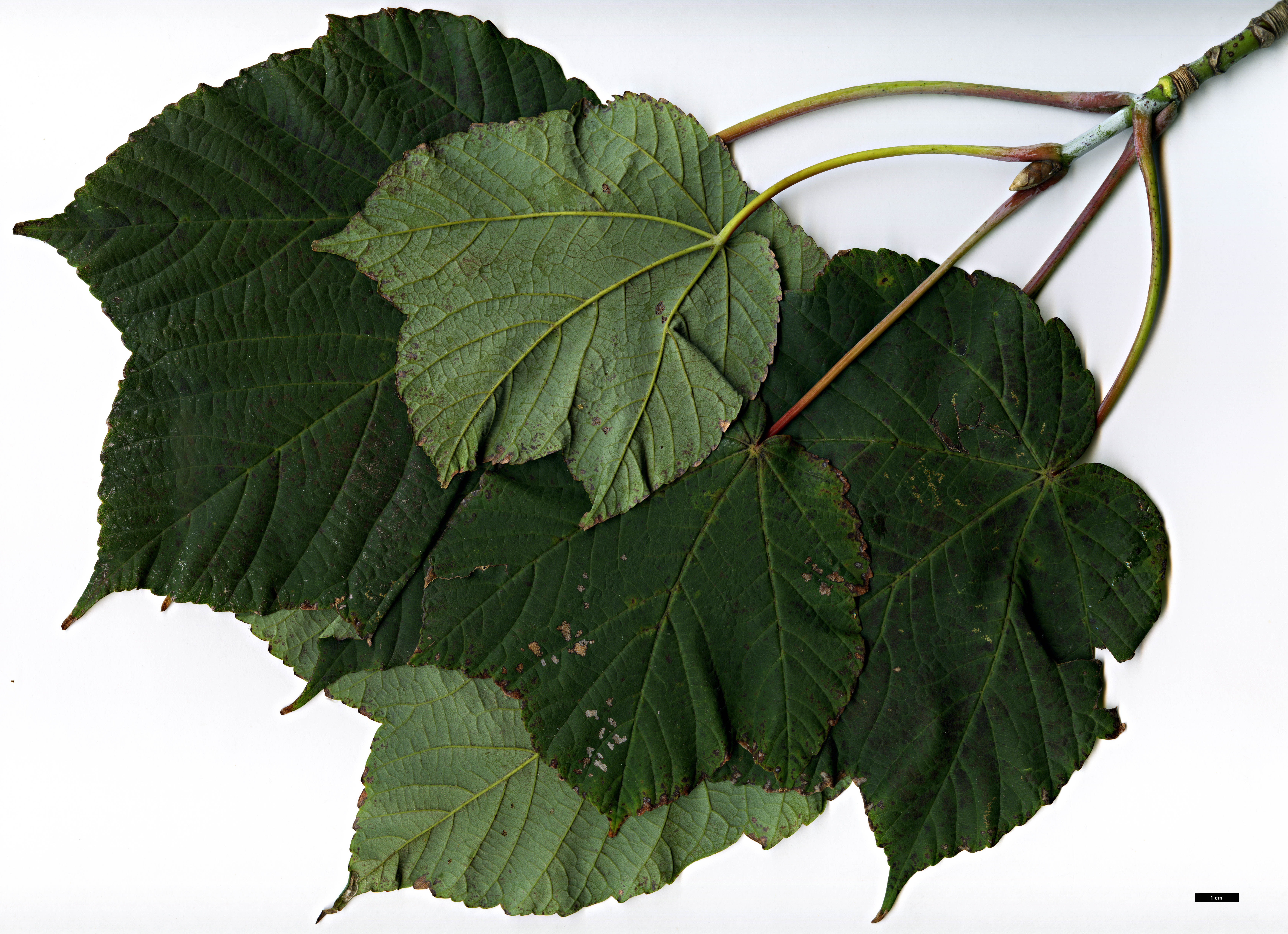 High resolution image: Family: Sapindaceae - Genus: Acer - Taxon: caesium - SpeciesSub: subsp. giraldii